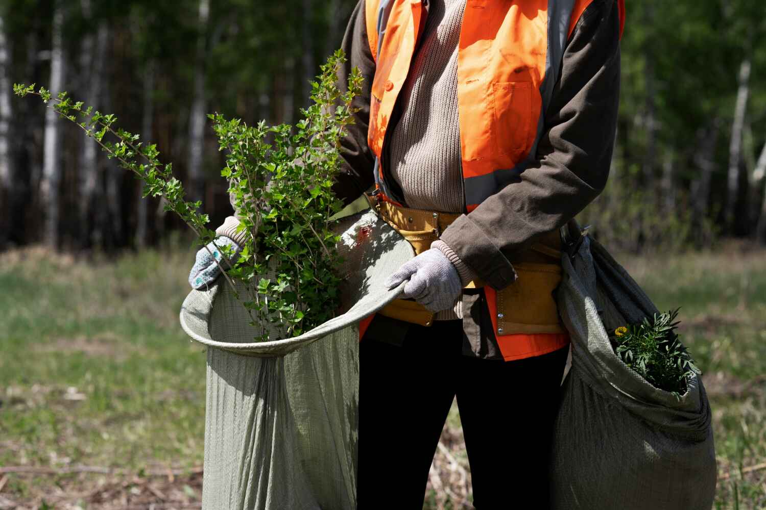 The Steps Involved in Our Tree Care Process in Holiday Heights, NJ